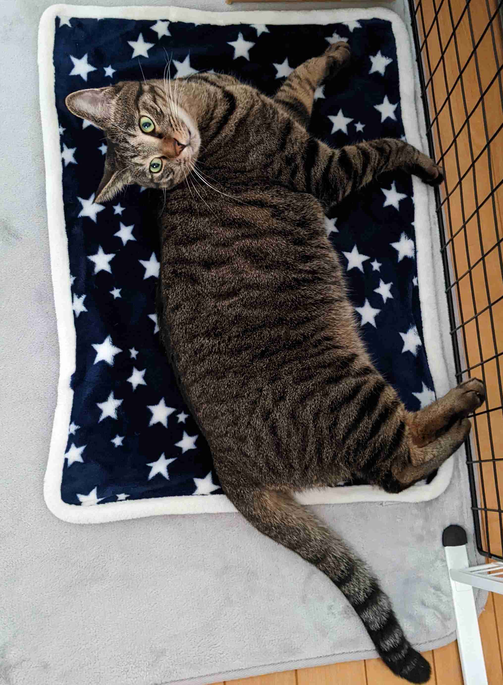 がるちゃん猫カフェ92号店開店しました♫(初めての方も大歓迎♫）