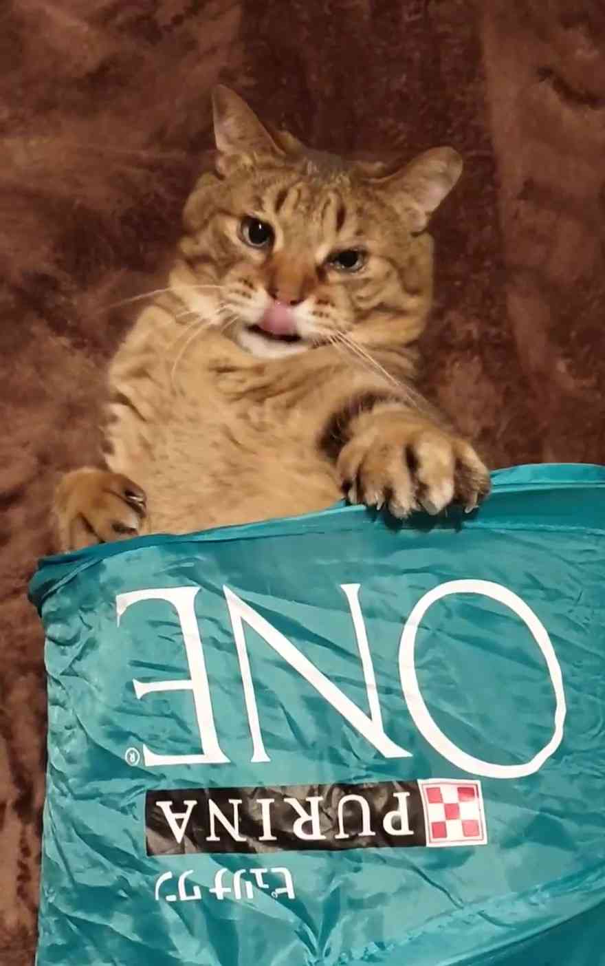 がるちゃん猫カフェ92号店開店しました♫(初めての方も大歓迎♫）