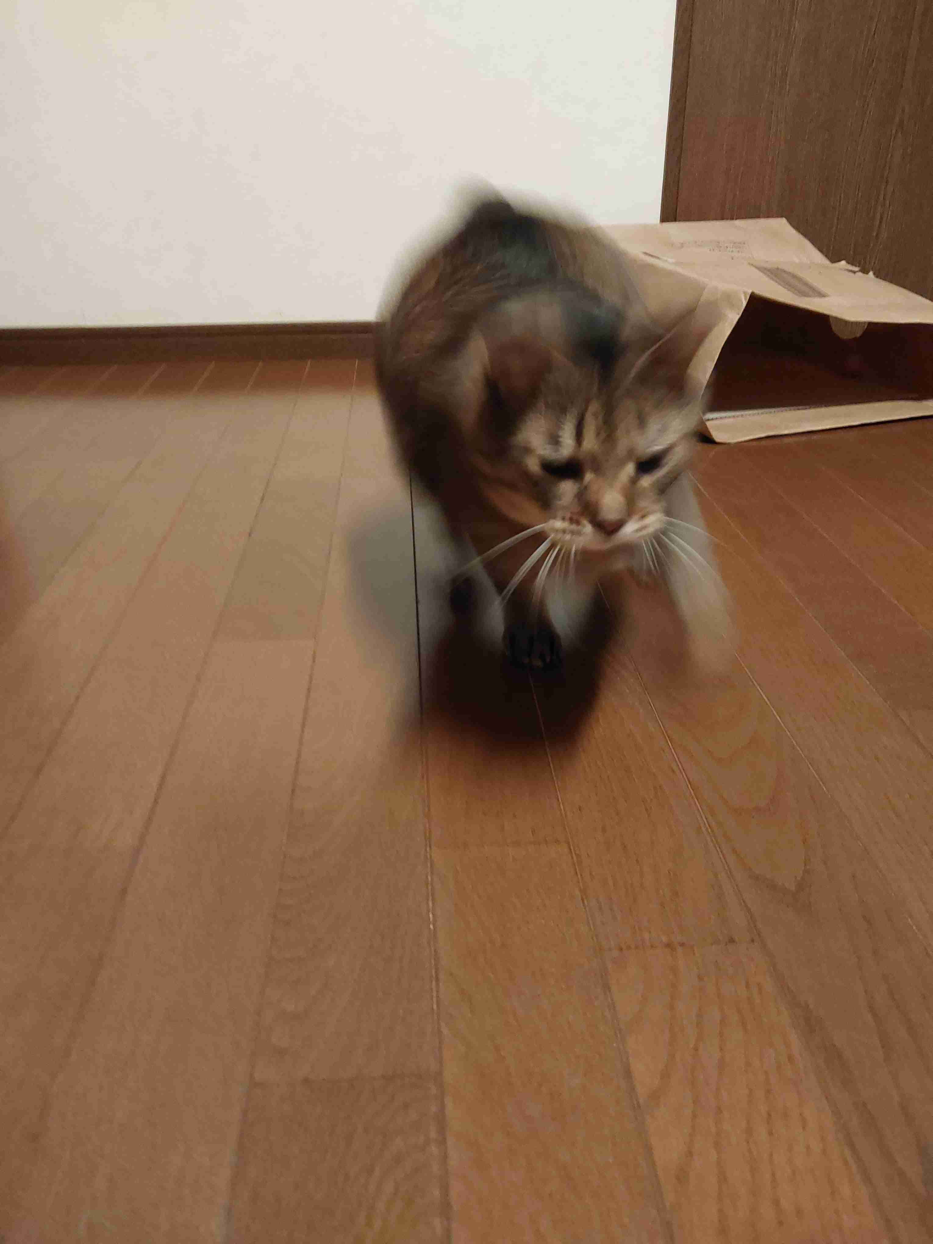 がるちゃん猫カフェ92号店開店しました♫(初めての方も大歓迎♫）