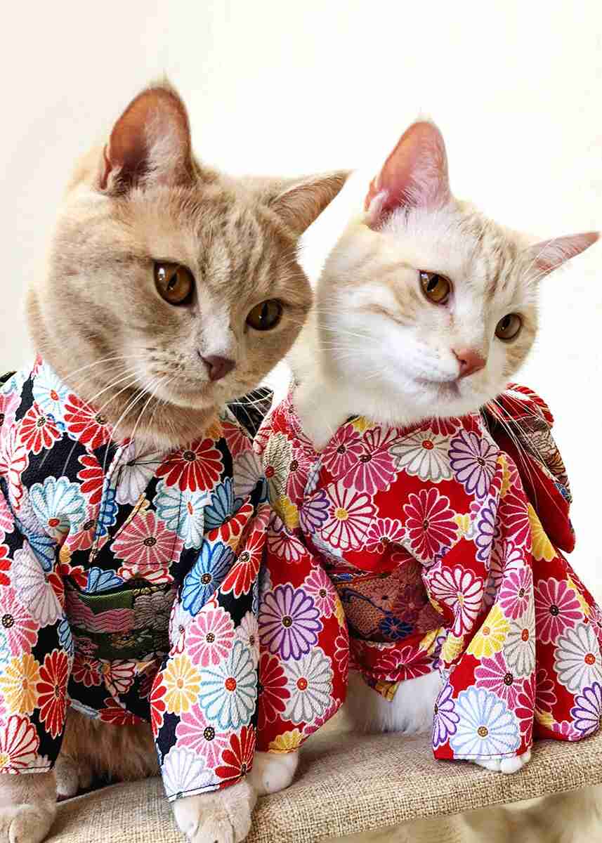 がるちゃん猫カフェ92号店開店しました♫(初めての方も大歓迎♫）