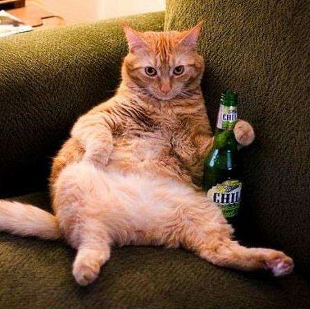 がるちゃん猫カフェ92号店開店しました♫(初めての方も大歓迎♫）