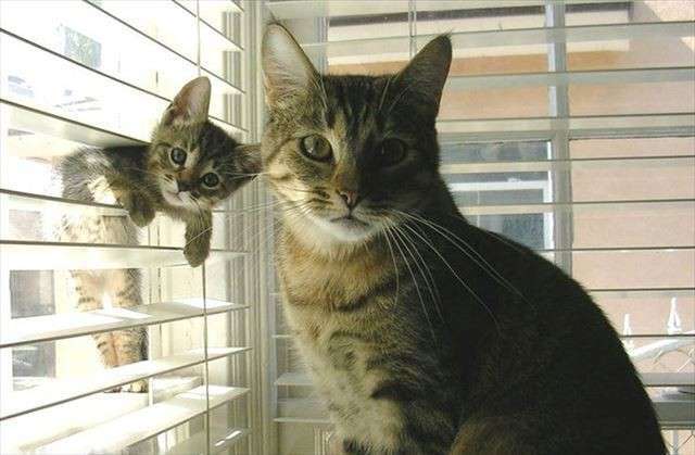 がるちゃん猫カフェ92号店開店しました♫(初めての方も大歓迎♫）