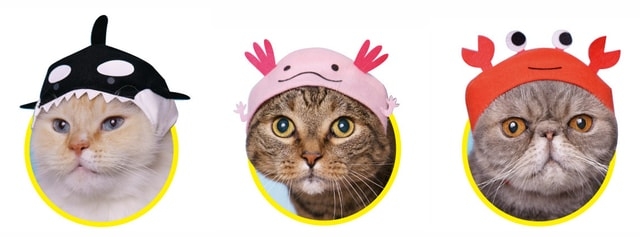 がるちゃん猫カフェ92号店開店しました♫(初めての方も大歓迎♫）