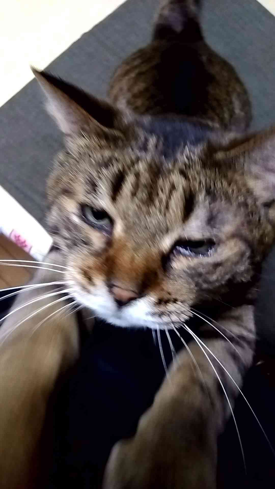 がるちゃん猫カフェ92号店開店しました♫(初めての方も大歓迎♫）