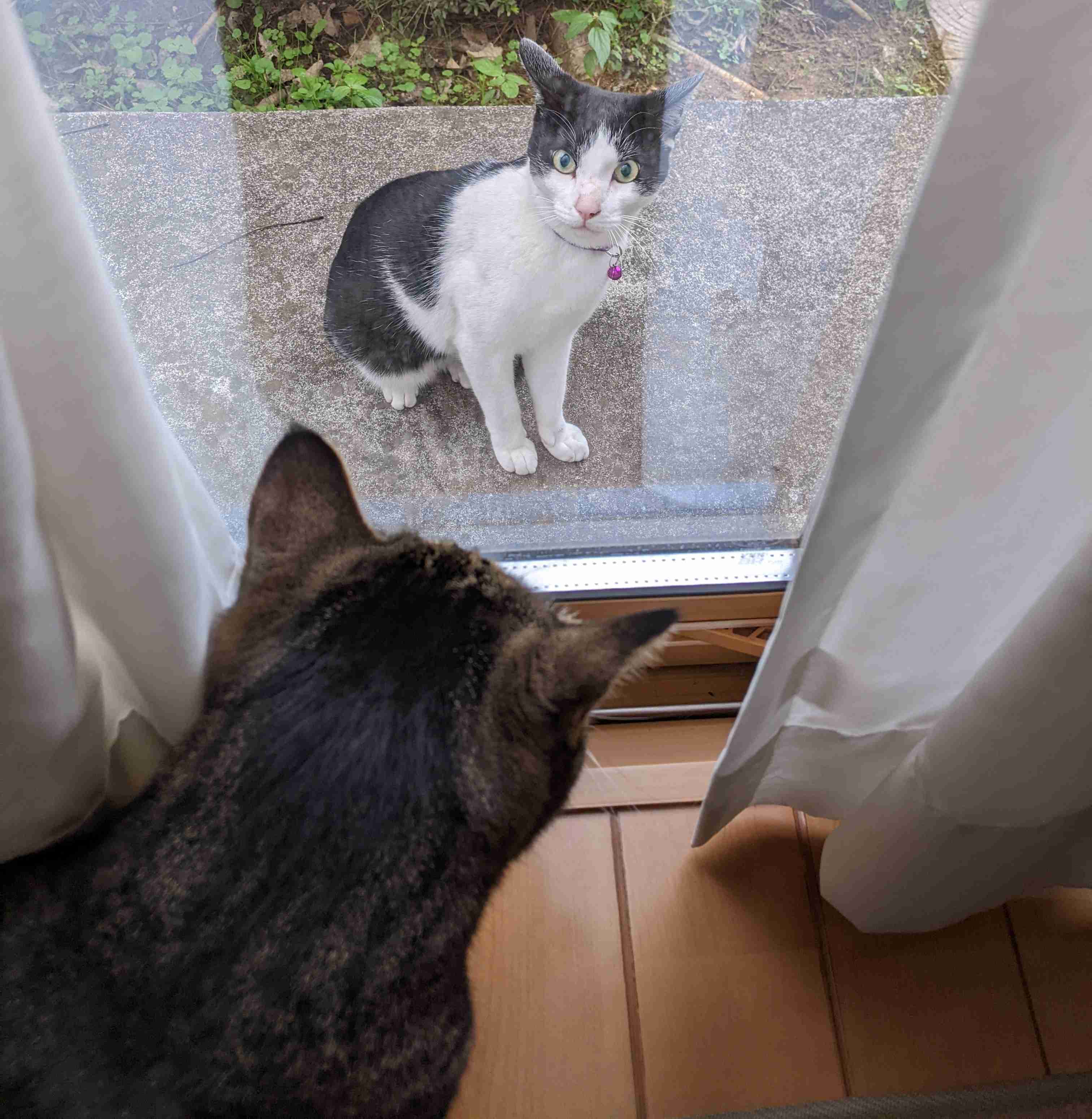 がるちゃん猫カフェ92号店開店しました♫(初めての方も大歓迎♫）