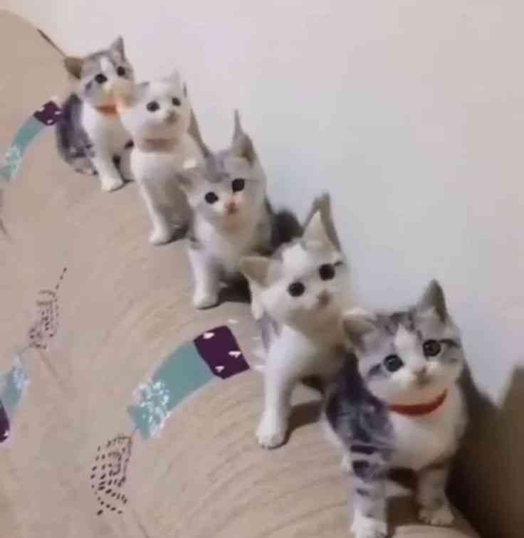 がるちゃん猫カフェ92号店開店しました♫(初めての方も大歓迎♫）