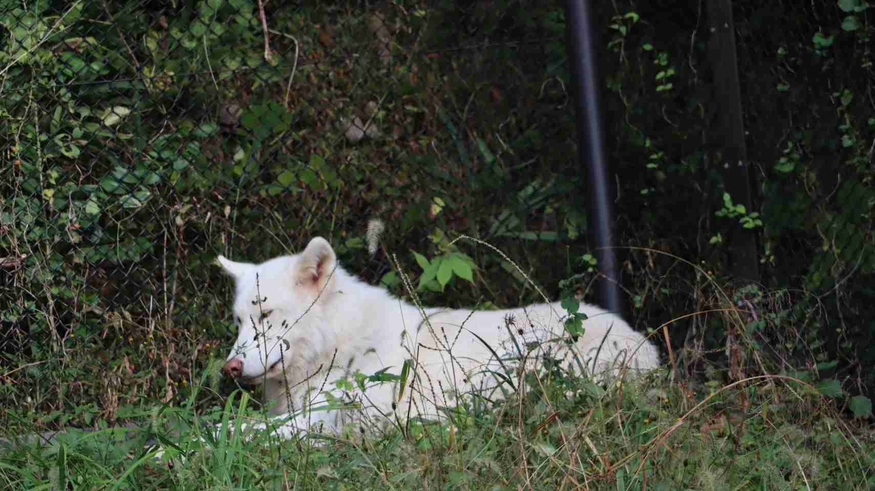 【もののけ姫】を語ろう