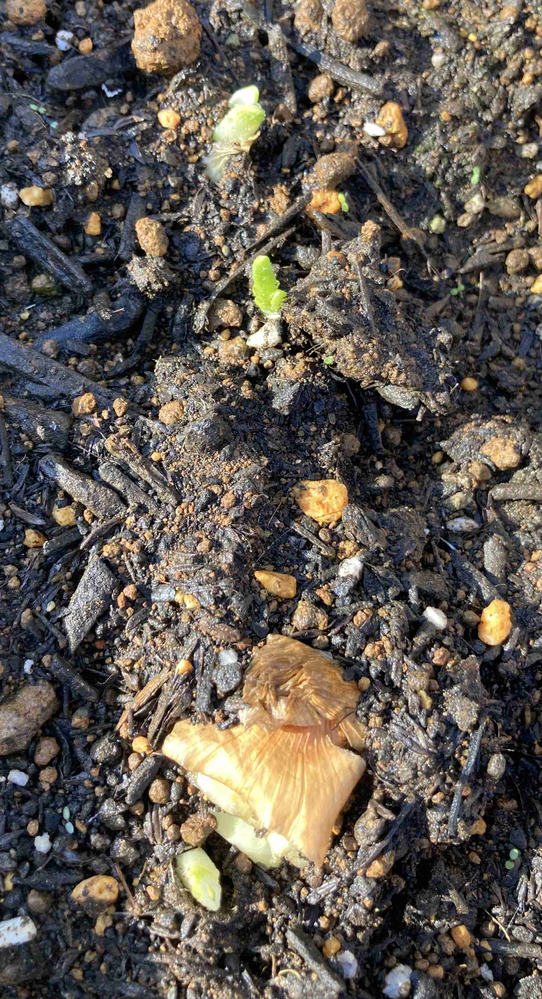 今、あなたの家庭菜園には？