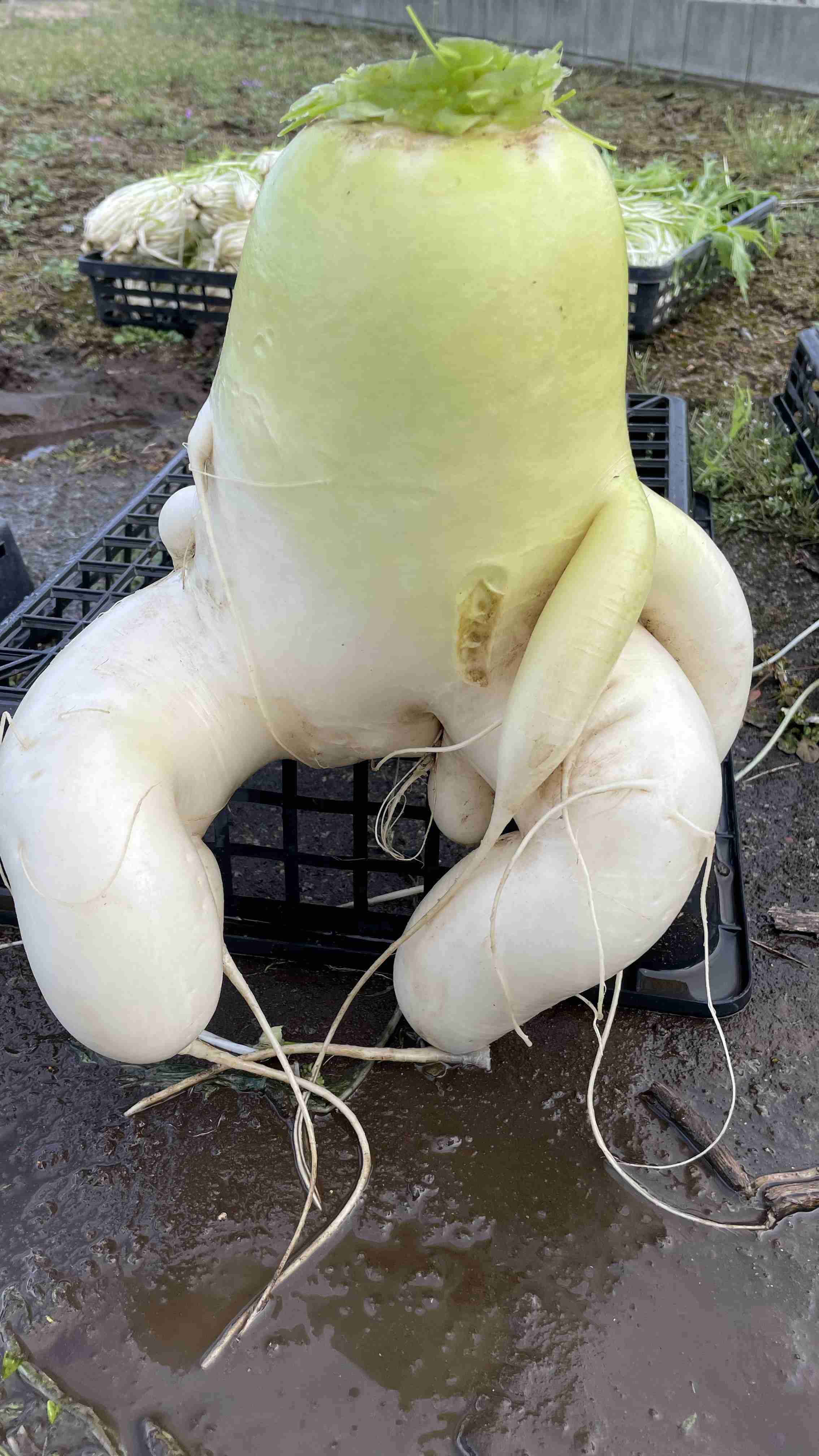 今、あなたの家庭菜園には？