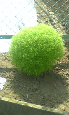 素敵な花 🍀 一目惚れした植物