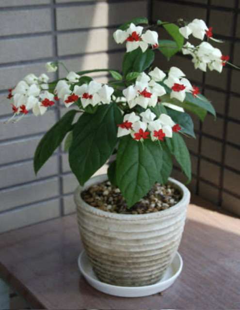 素敵な花 🍀 一目惚れした植物