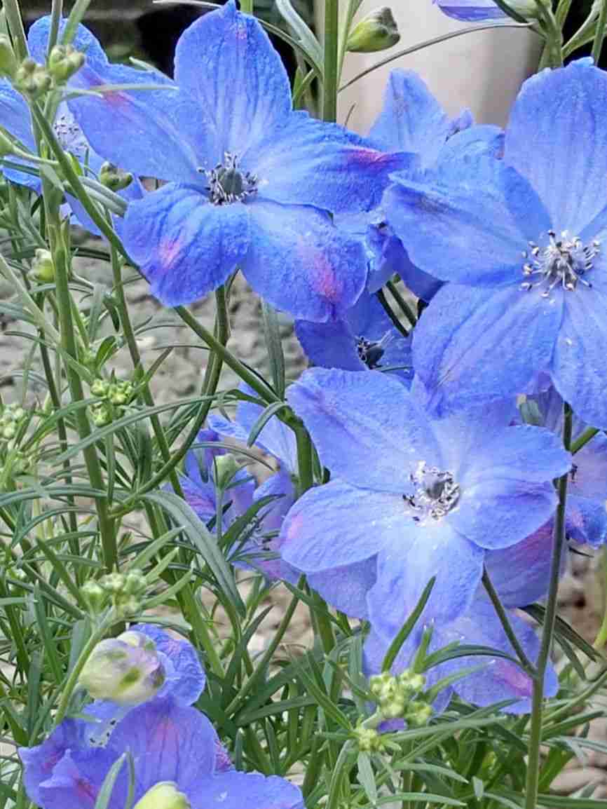 素敵な花 🍀 一目惚れした植物