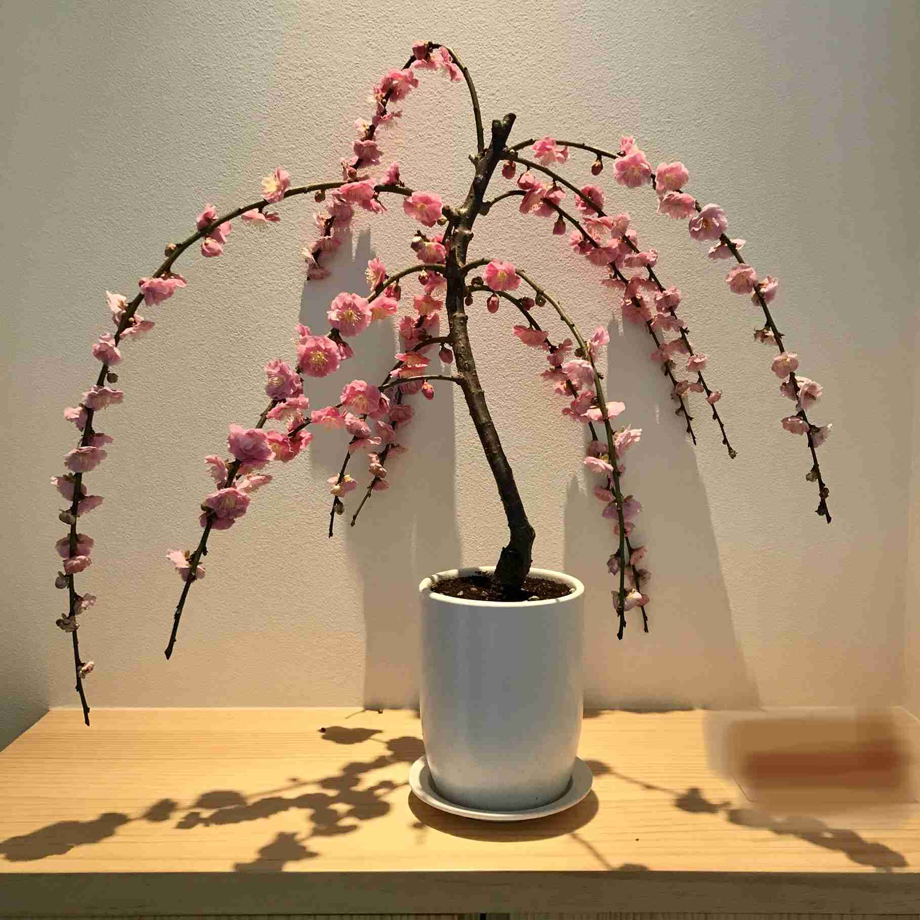 素敵な花 🍀 一目惚れした植物