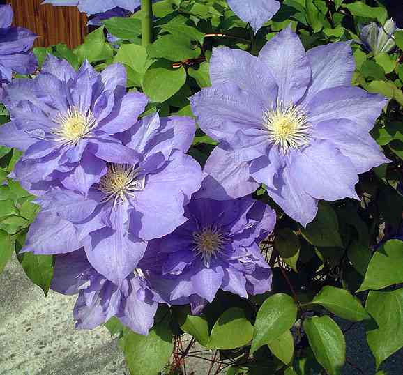 素敵な花 🍀 一目惚れした植物