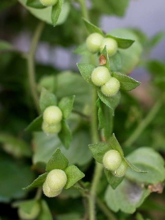 素敵な花 🍀 一目惚れした植物