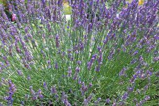 素敵な花 🍀 一目惚れした植物
