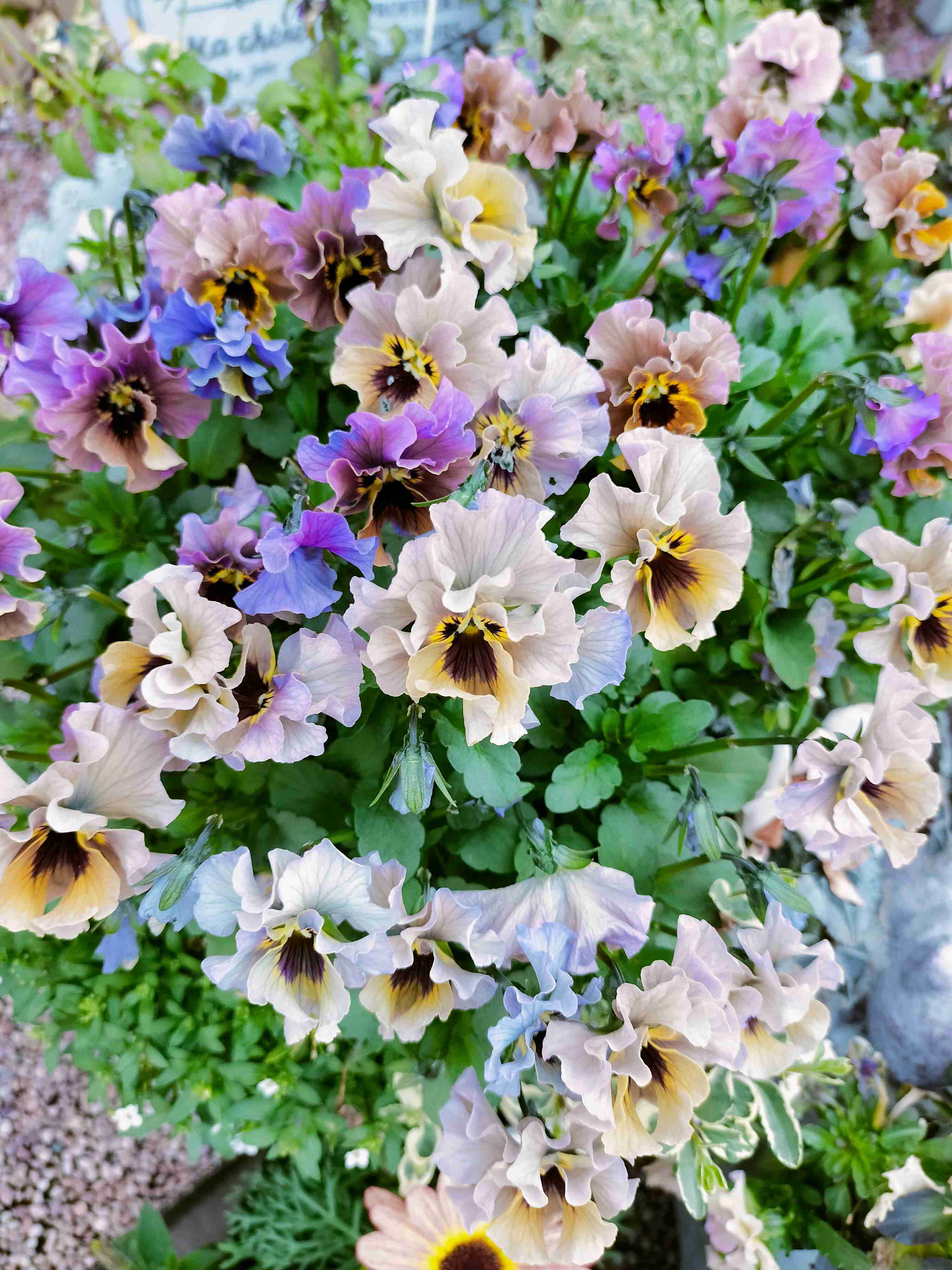 素敵な花 🍀 一目惚れした植物