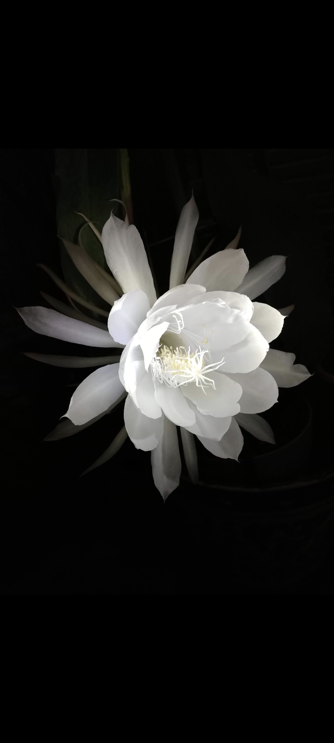 素敵な花 🍀 一目惚れした植物