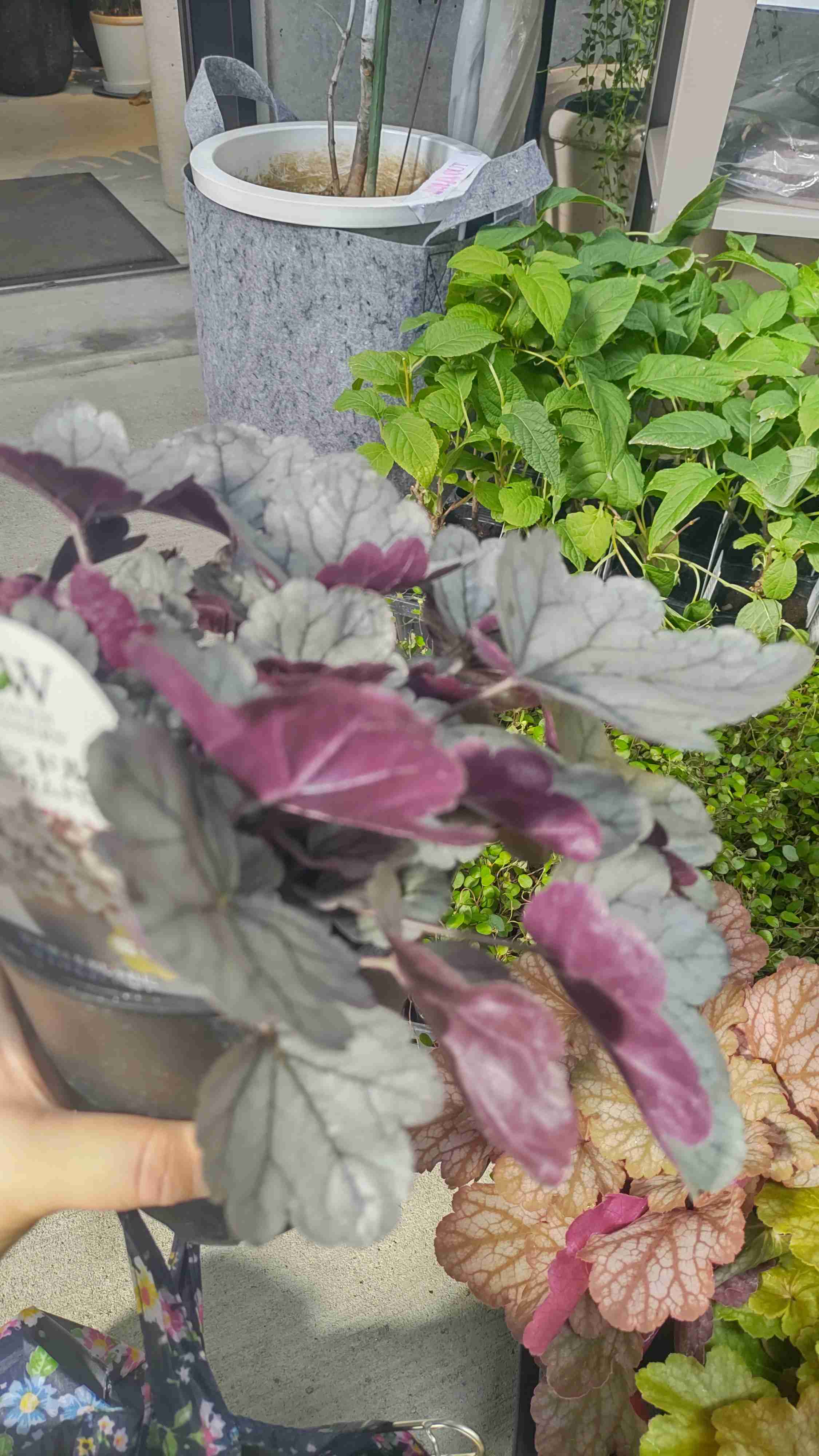 素敵な花 🍀 一目惚れした植物