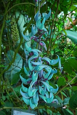 素敵な花 🍀 一目惚れした植物
