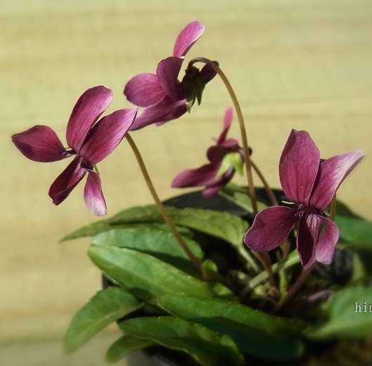 素敵な花 🍀 一目惚れした植物