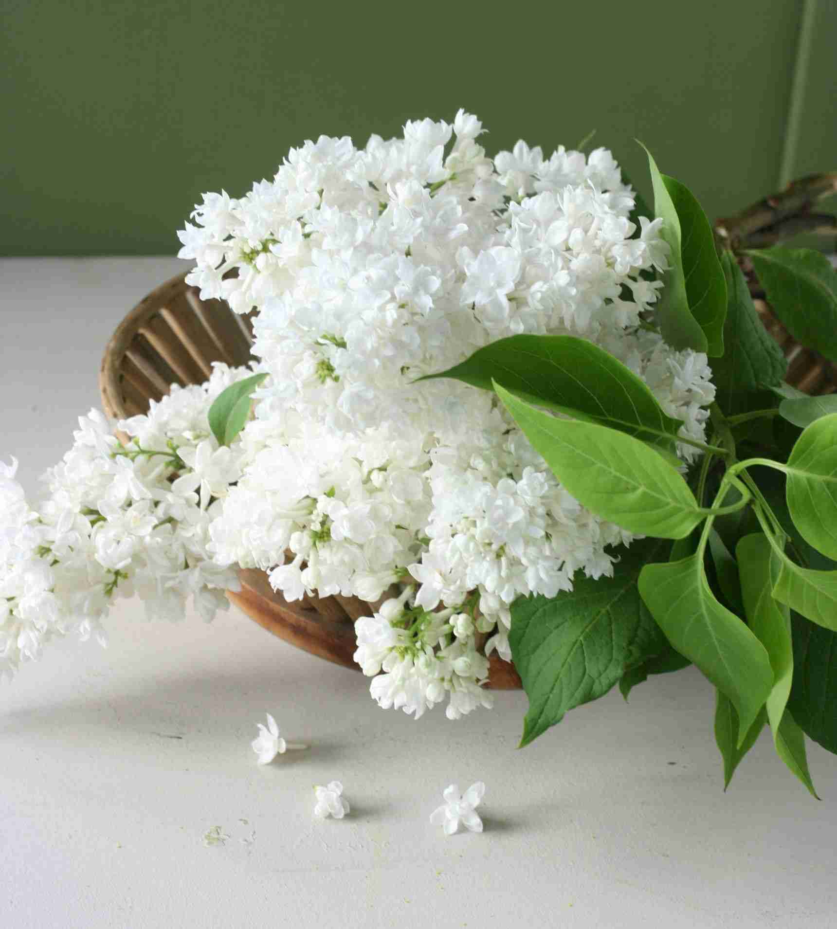 素敵な花 🍀 一目惚れした植物