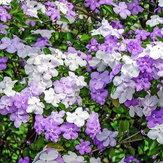 素敵な花 🍀 一目惚れした植物