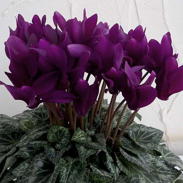 素敵な花 🍀 一目惚れした植物