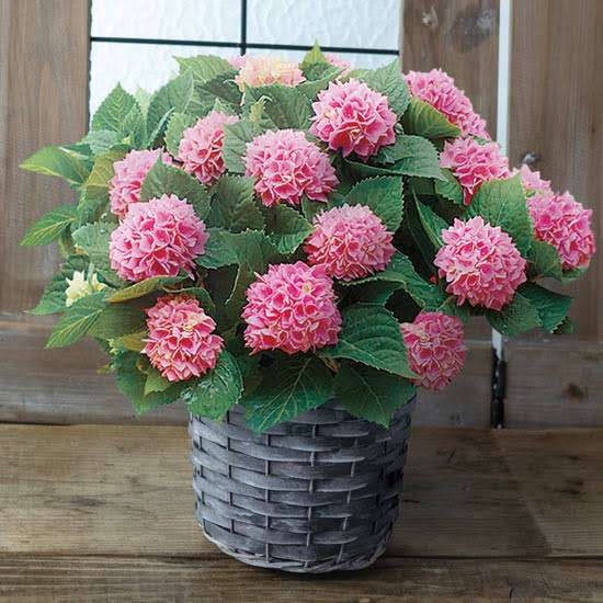 素敵な花 🍀 一目惚れした植物