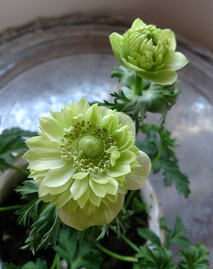 素敵な花 🍀 一目惚れした植物