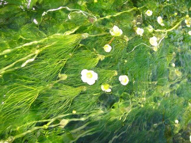 素敵な花 🍀 一目惚れした植物