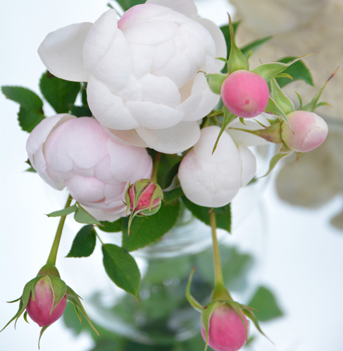 素敵な花 🍀 一目惚れした植物
