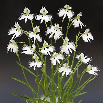 素敵な花 🍀 一目惚れした植物