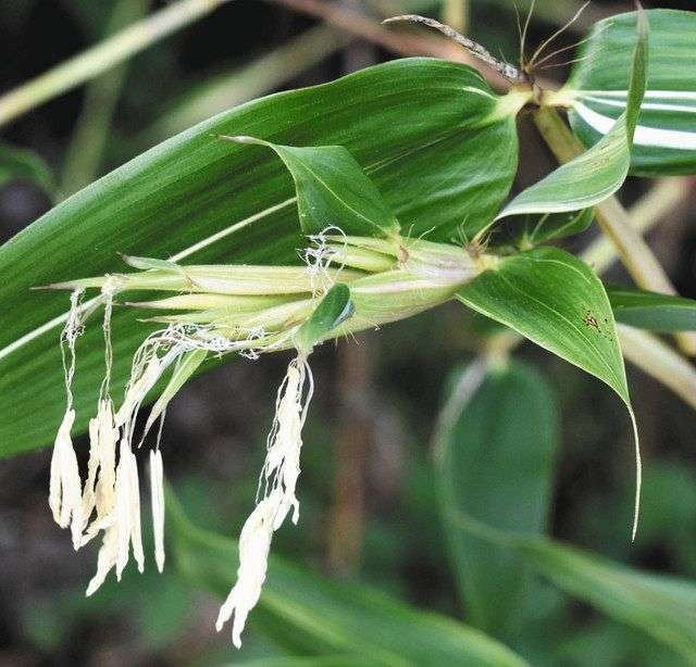 素敵な花 🍀 一目惚れした植物