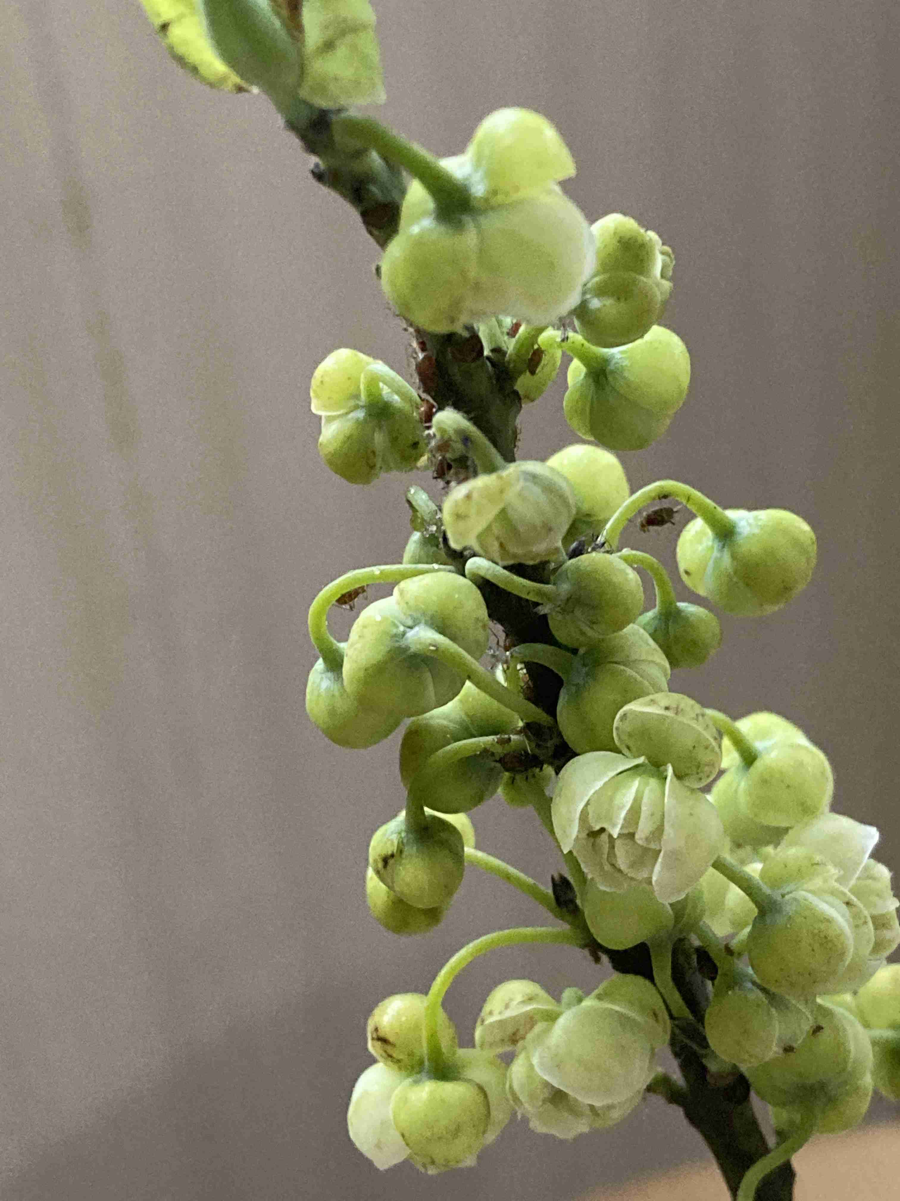 素敵な花 🍀 一目惚れした植物