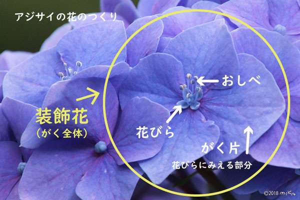 素敵な花 🍀 一目惚れした植物