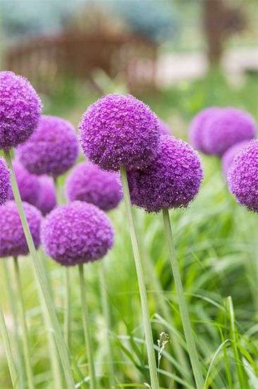 素敵な花 🍀 一目惚れした植物