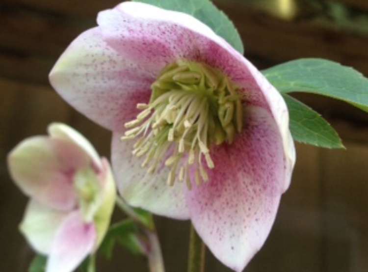 素敵な花 🍀 一目惚れした植物
