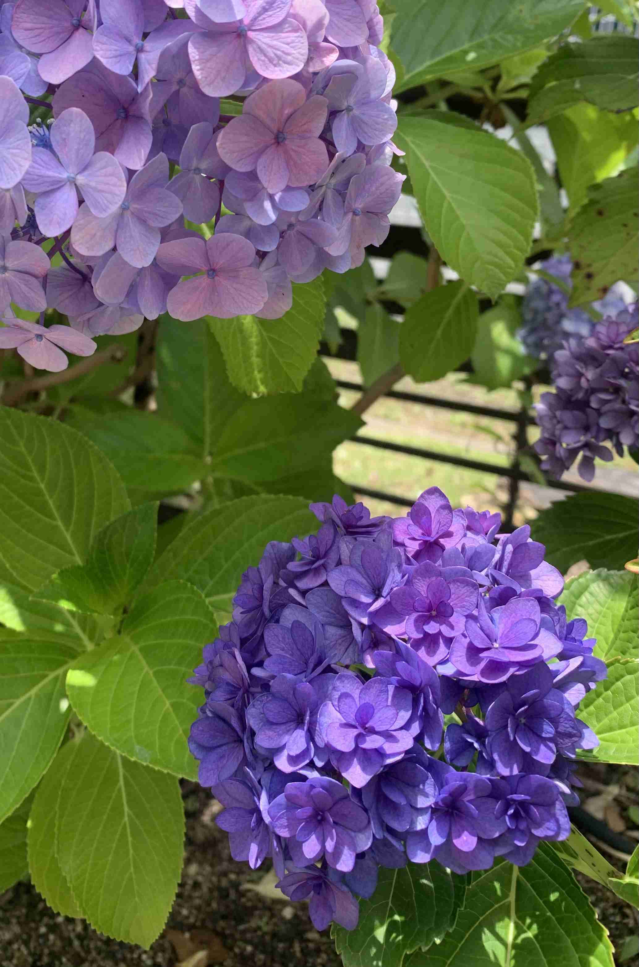 素敵な花 🍀 一目惚れした植物