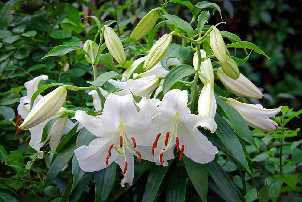 素敵な花 🍀 一目惚れした植物