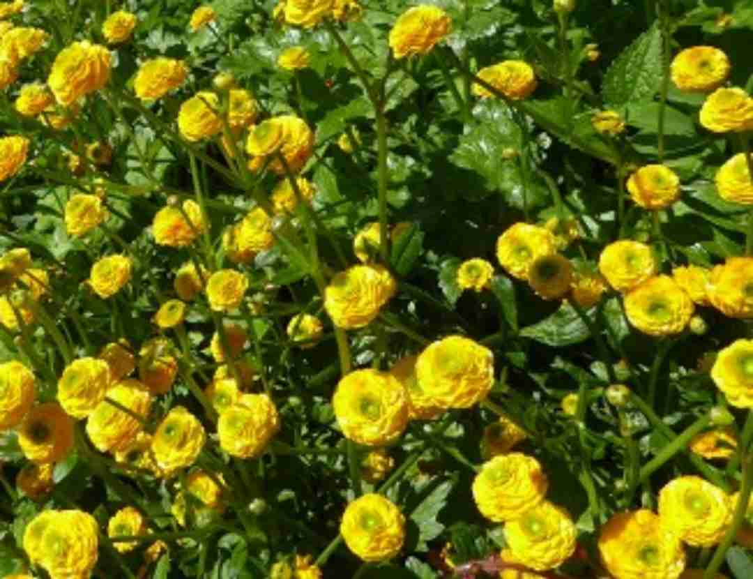 素敵な花 🍀 一目惚れした植物