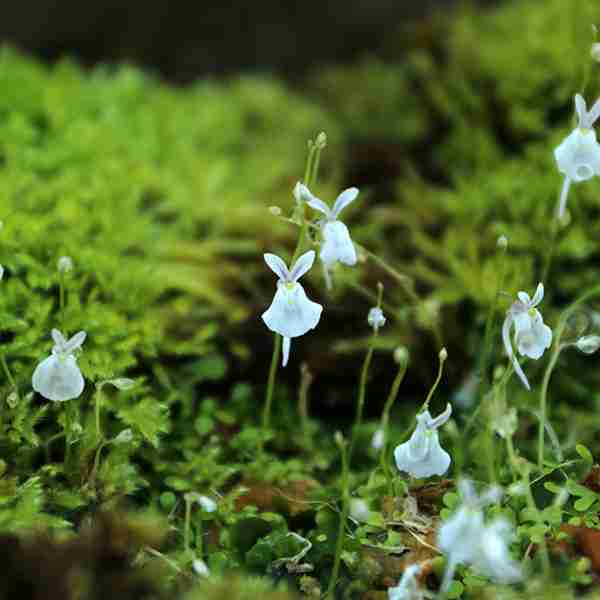 素敵な花 🍀 一目惚れした植物