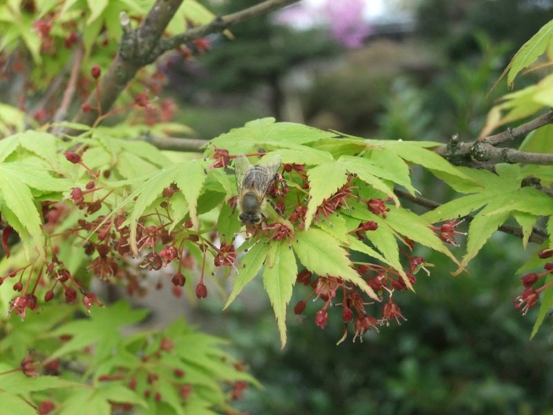 素敵な花 🍀 一目惚れした植物