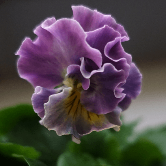 素敵な花 🍀 一目惚れした植物