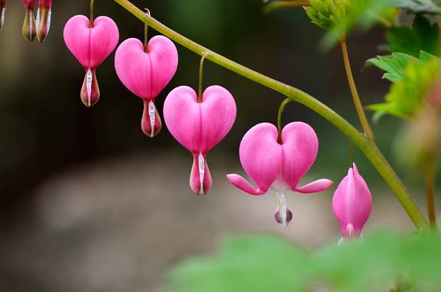 素敵な花 🍀 一目惚れした植物