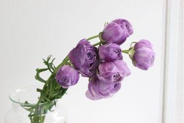 素敵な花 🍀 一目惚れした植物