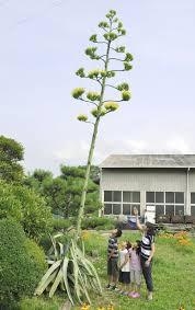 素敵な花 🍀 一目惚れした植物