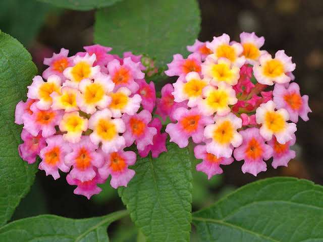 素敵な花 🍀 一目惚れした植物