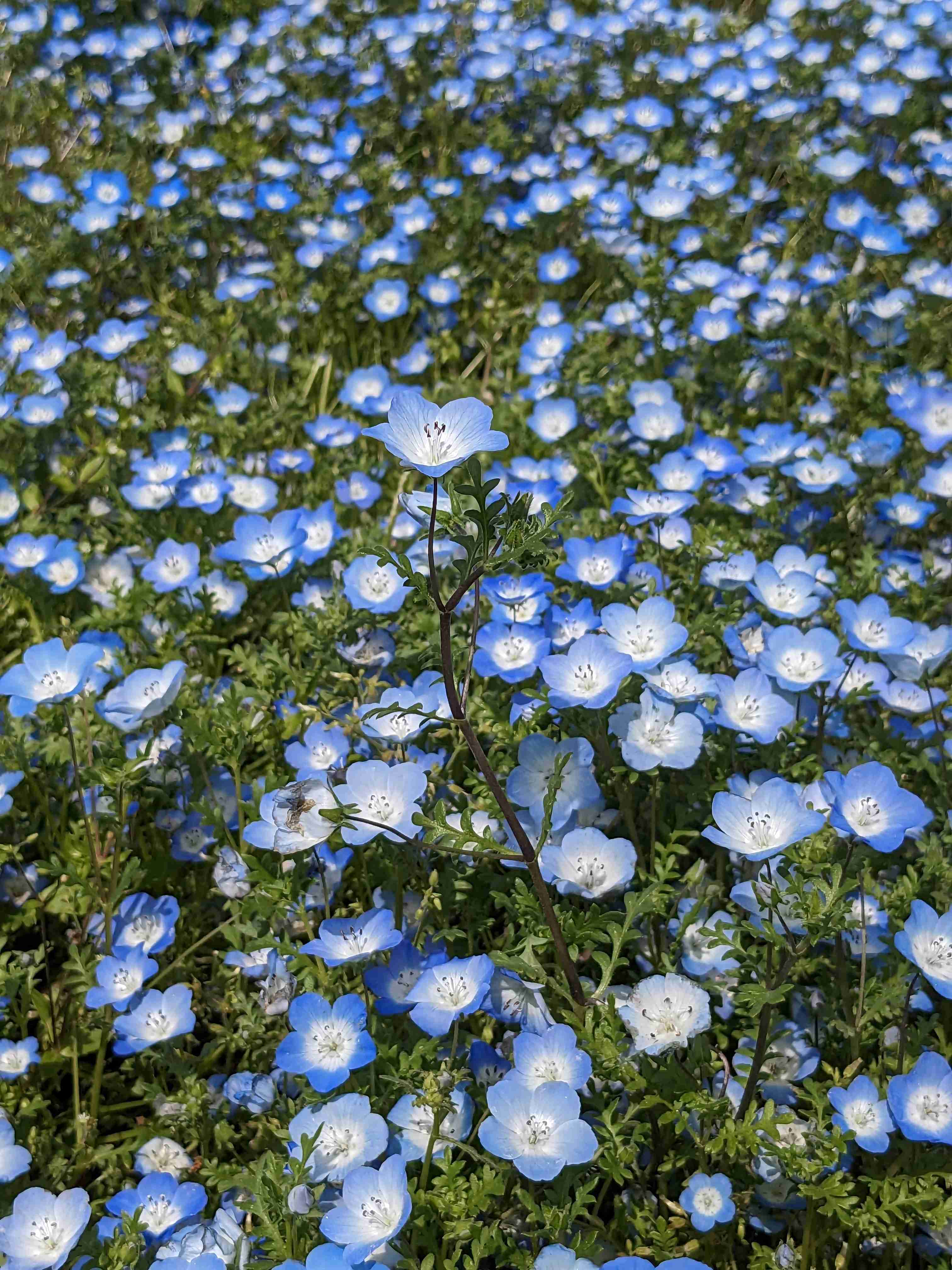 素敵な花 🍀 一目惚れした植物