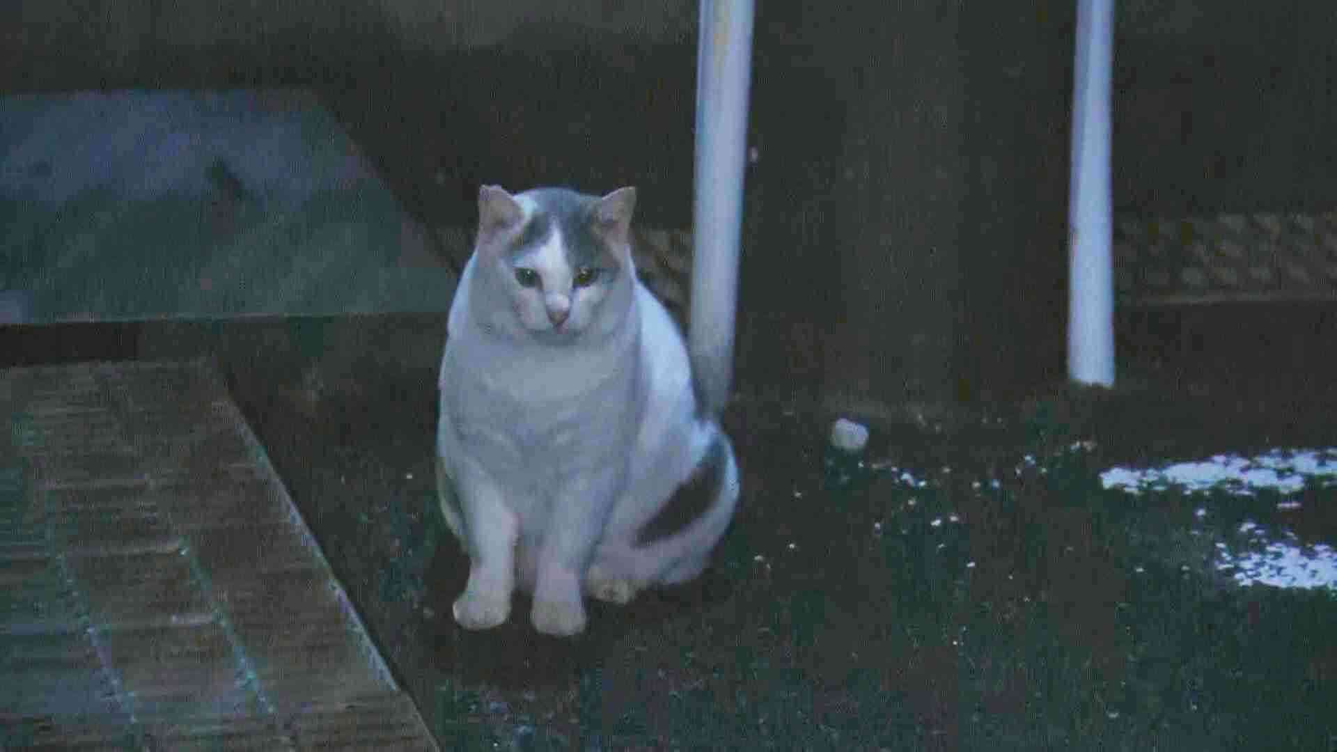 ネコの餌でイノシシ捕獲　飼い主のいないネコにまいた餌の味を覚え連日　街に出没か　静岡・下田市